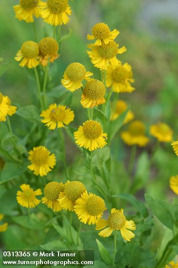 Helenium autumnale