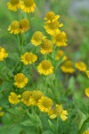 Western Sneezeweed blossoms