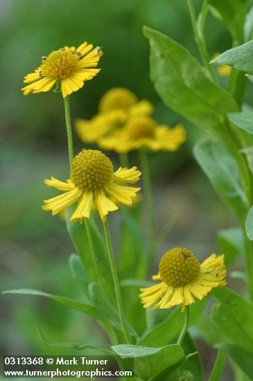 Helenium autumnale