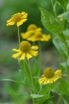 Western Sneezeweed blossoms