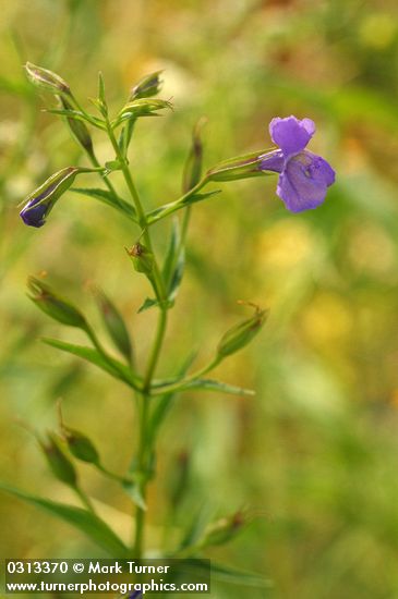 Mimulus ringens