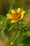 Bur Marigold blossom & foliage detail