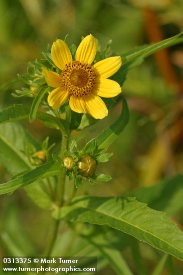 Bidens cernua