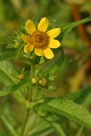 Bur Marigold blossom & foliage detail