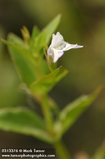 Lindernia dubia