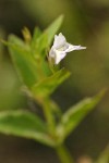Common False Pimpernel blossom detail