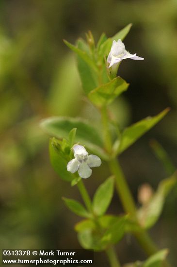 Lindernia dubia