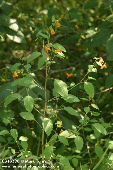 Impatiens capensis