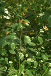 Cape Jewelweed (Orange Balsam)