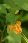 Cape Jewelweed (Orange Balsam) blossom & foliage detail