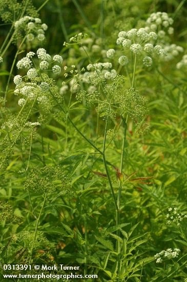 Cicuta douglasii