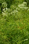 Western Water-hemlock