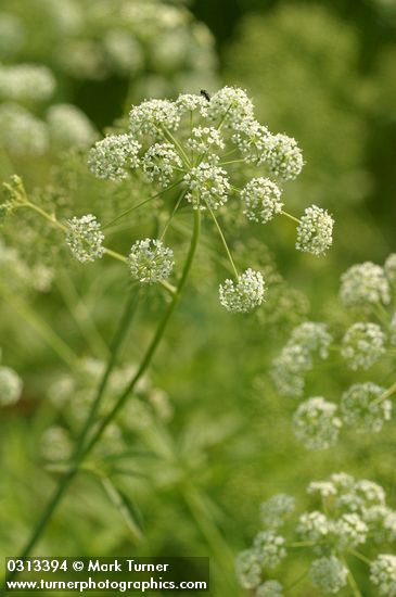 Cicuta douglasii