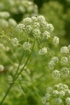 Western Water-hemlock blossoms detail