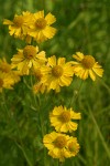 Western Sneezeweed blossoms