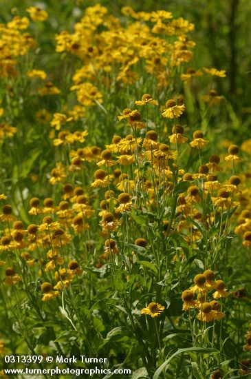 Helenium autumnale