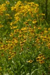 Western Sneezeweed