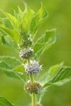 Field Mint blossoms & foliage detail