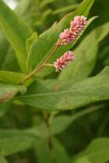 Pink Knotweed blossoms & foliage detail
