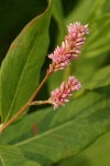 Pink Knotweed blossoms & foliage detail