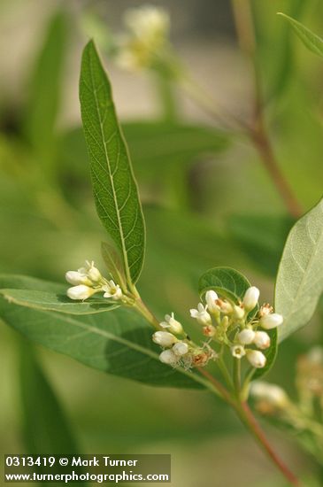 Apocynum cannabinum