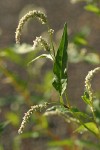 Willow Smartweed blossoms & foliage detail