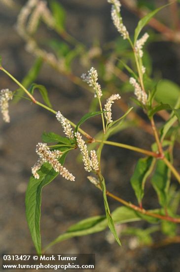 Polygonum lapathifolium