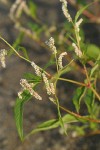 Willow Smartweed blossoms & foliage