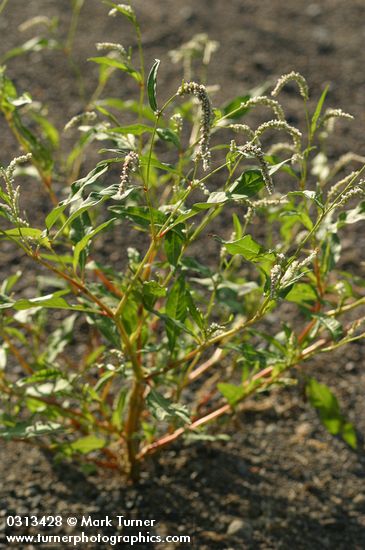 Polygonum lapathifolium