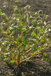 Willow Smartweed