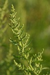 Golden Dock blossoms & foliage