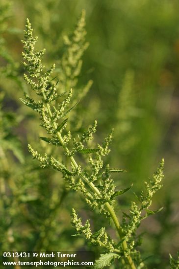 Rumex maritimus