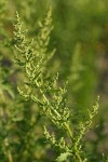 Golden Dock blossoms & foliage