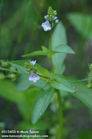 Veronica anagallis-aquatica