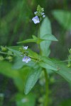 Water Speedwell blossoms & foliage