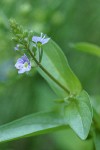 Water Speedwell blossoms & foliage detail