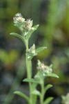 Marsh Cudweed blossoms & foliage detail
