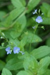 American Speedwell blossoms & foliage detail