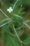 Fringed Willowherb blossom & seedpods detail