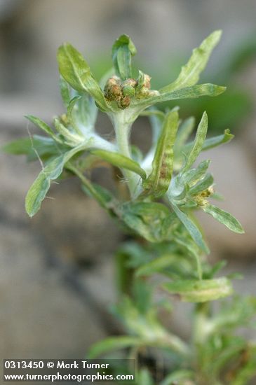 Gnaphalium palustre