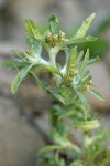 Lowland Cudweed blossoms & foliage detail