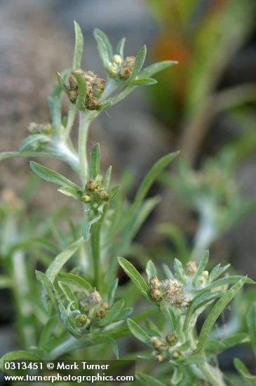 Gnaphalium palustre