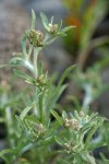 Lowland Cudweed