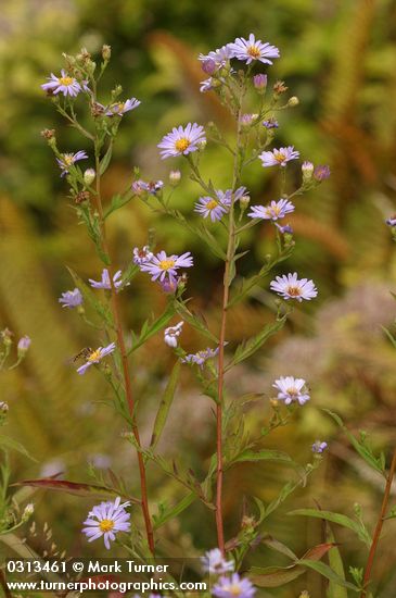 Symphyotrichum chilense var. chilense (Aster chilensis)