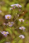 Pacific Aster blossoms detail