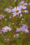 Pacific Aster blossoms detail