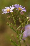 Pacific Aster blossoms detail