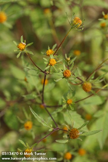 Bidens frondosa