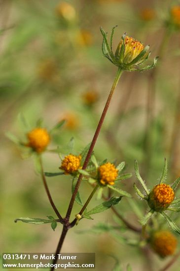 Bidens frondosa