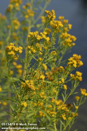 Euthamia occidentalis (Solidago occidentalis)